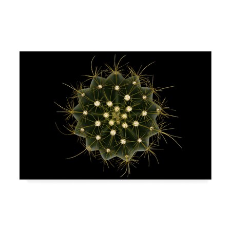 Trademark Fine Art Victor Mozqueda 'Coleocephalocereus Aureus' Canvas Art, 12x19 1X08821-C1219GG